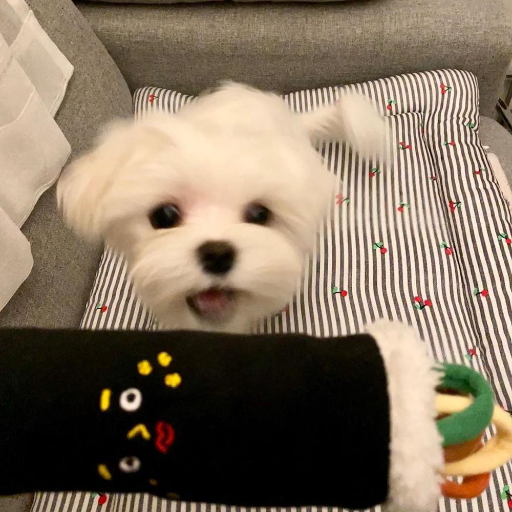 Squeaky Sushi Roll Toy