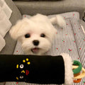 Squeaky Sushi Roll Toy